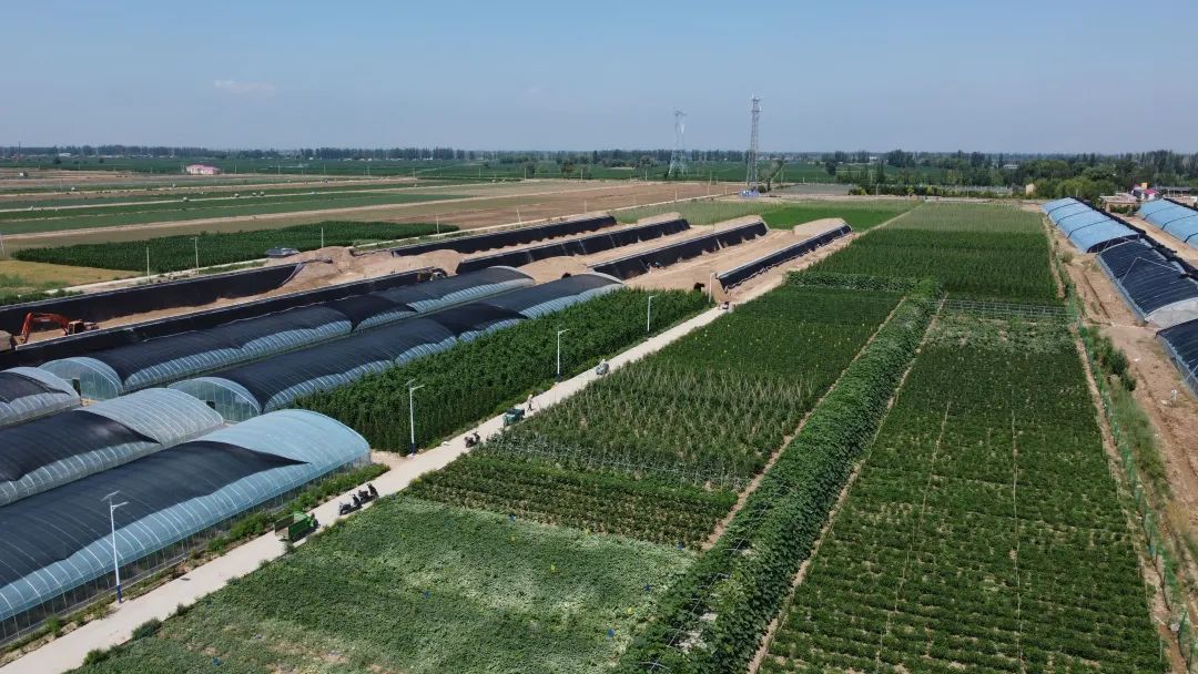 乡村行 看振兴丨平罗县黄渠桥镇：小种子结出“振兴果”