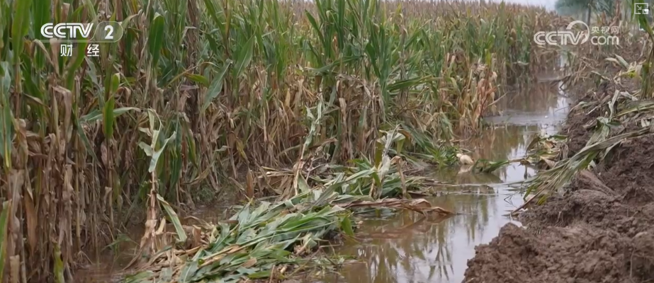 各地集中力量加大机械投入抢收、抢烘 确保收获进度全力保粮